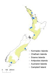 Equisetum hyemale distribution map based on databased records at AK, CHR and WELT.
 Image: K. Boardman © Landcare Research 2014 CC BY 3.0 NZ